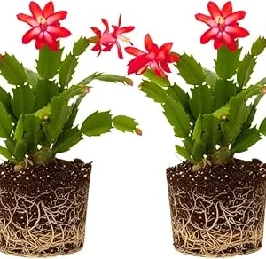 Red Christmas Cactus Live Plant - Set of 2, 4-6 Inch Bare Root, Perennial Succulent, Indoor/Outdoor - Image 2
