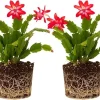 Red Christmas Cactus Live Plant - Set of 2, 4-6 Inch Bare Root, Perennial Succulent, Indoor/Outdoor - Image 1