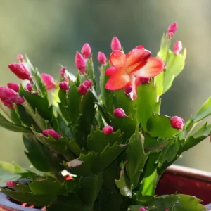 Red Christmas & Thanksgiving Cactus Live Plants - 2 Pack, 4-6