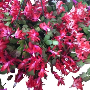 Red Christmas & Thanksgiving Cactus Live Plants - 2 Pack, 4-6