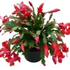 Red Christmas & Thanksgiving Cactus Live Plants - 2 Pack, 4-6" Tall Schlumbergera Houseplants - Image 1