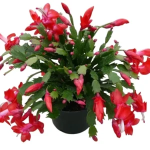 Red Christmas & Thanksgiving Cactus Live Plants - 2 Pack, 4-6