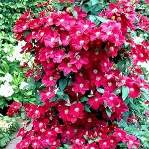 Red Clematis Live Vine Plant - Perennial Flower for Garden, 2.5 Inch Pot - Image 3