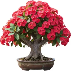 Red Crown of Thorns Live Plant – Euphorbia Milii – 3-5 Inch Tall – Indoor/Outdoor - Image 1