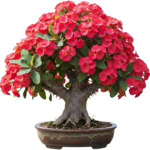 Red Crown of Thorns Live Plant – Euphorbia Milii – 3-5 Inch Tall – Indoor/Outdoor - Image 2