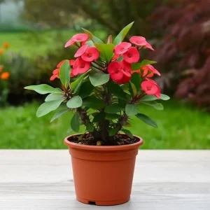 Red Crown of Thorns Live Plant – Euphorbia milii – 4-7 inches – 4