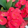 Red Crown of Thorns Live Plant - Euphorbia Milii - 4 Inch Pot - Indoor/Outdoor - Image 1