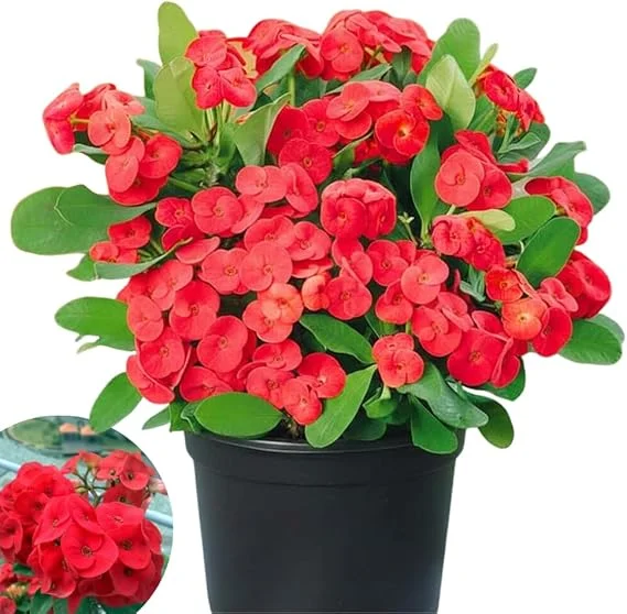 Red Crown of Thorns Live Plant - Euphorbia Milii in 4'' Pot - Indoor/Outdoor - Image 1