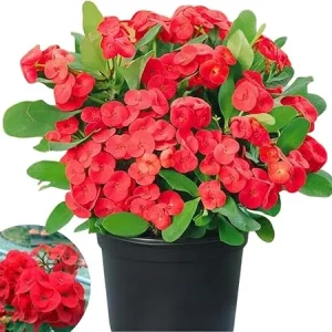 Red Crown of Thorns Live Plant - Euphorbia Milii in 4'' Pot - Indoor/Outdoor - Image 5
