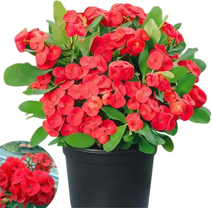Red Crown of Thorns Live Plant - Euphorbia Milii in 4'' Pot - Indoor/Outdoor - Image 6