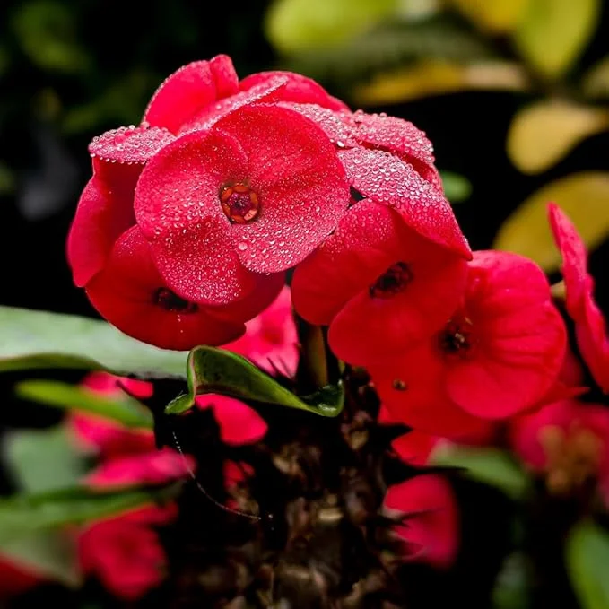 Red Crown of Thorns Live Plant - Euphorbia Succulent in 4 Inch Pot Indoor/Outdoor - Image 2