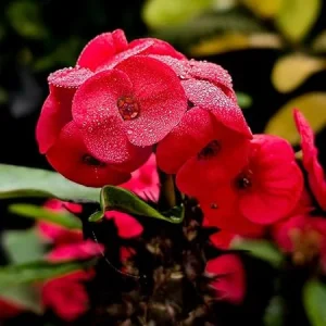 Red Crown of Thorns Live Plant - Euphorbia Succulent in 4 Inch Pot Indoor/Outdoor - Image 1