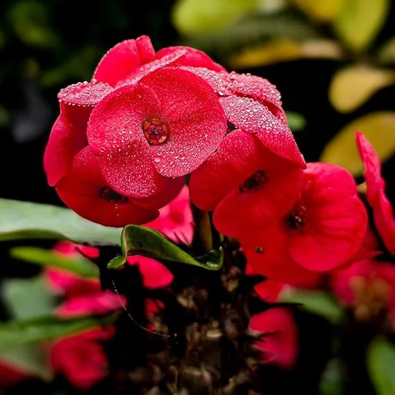 Red Crown of Thorns Live Plant - Euphorbia Succulent in 4 Inch Pot Indoor/Outdoor - Image 5