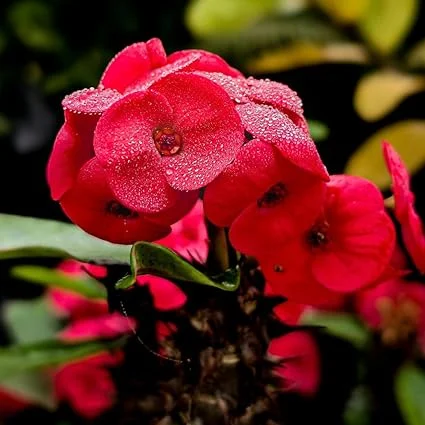 Red Crown of Thorns Live Plant - Euphorbia Succulent in 4 Inch Pot Indoor/Outdoor - Image 6