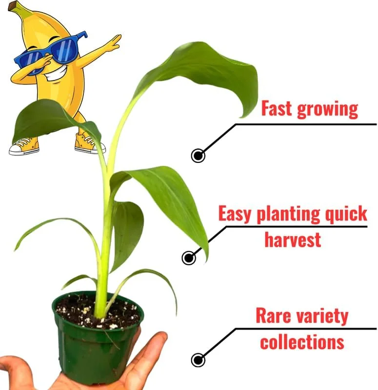 Red Cuban Banana Plant Live for Planting, Cold Hardy Musa, 4-7" Tall - Image 2