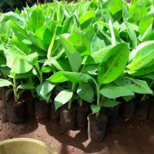 Red Cuban Banana Plant Live for Planting, Cold Hardy Musa, 4-7