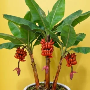 Red Cuban Banana Plant Live for Planting, Cold Hardy Musa, 4-7