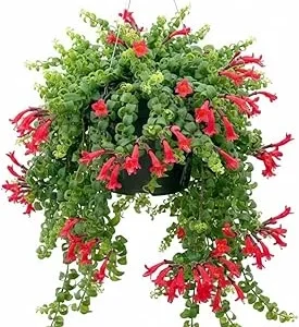 Red Curly Lipstick Live Plant - Aeschynanthus Twister, 3 Inch Pot, Indoor/Outdoor - Image 2