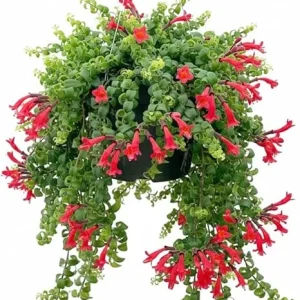 Red Curly Lipstick Live Plant - Aeschynanthus Twister, 3 Inch Pot, Indoor/Outdoor - Image 3