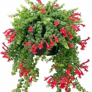 Red Curly Lipstick Live Plant - Aeschynanthus Twister, 3 Inch Pot, Indoor/Outdoor - Image 4