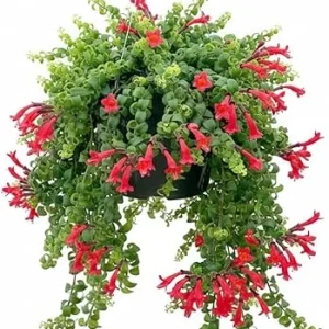 Red Curly Lipstick Live Plant - Aeschynanthus Twister, 3 Inch Pot, Indoor/Outdoor - Image 5