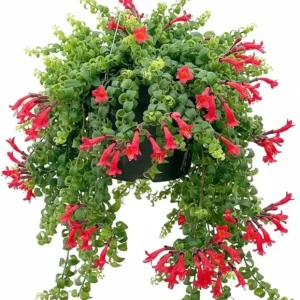 Red Curly Lipstick Live Plant - Aeschynanthus Twister, 3 Inch Pot, Indoor/Outdoor - Image 6