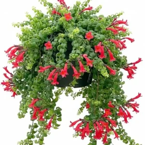 Red Curly Lipstick Live Plant - Aeschynanthus Twister, 3 Inch Pot, Indoor/Outdoor - Image 1