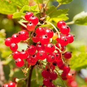 Red Currant Bush Live Plant – 1 Year Bare Root Berry Plant – 6-8 ft Tall – Full Sun Outdoor - Image 3