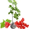 Red Currant Bush Live Plant 5-9 Inch – Bare Root Fruit Tree for Planting - Image 1