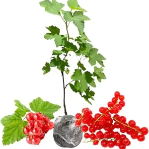 Red Currant Bush Live Plant 5-9 Inch – Bare Root Fruit Tree for Planting - Image 1