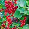 Red Currant Bush Live Plant – 5-9 Inch Tall Fruit Tree – Well Rooted - Image 1