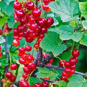 Red Currant Bush Live Plant – 5-9 Inch Tall Fruit Tree – Well Rooted - Image 1
