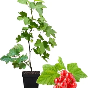 Red Currant Bush Live Plant - Bare Root, 5-9 Inches Tall, Sweet Current Berries - Image 2