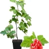 Red Currant Bush Live Plant - Bare Root, 5-9 Inches Tall, Sweet Current Berries - Image 1
