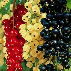 Red Currant Bush Live Plant - Fast Growing Fruit, 6-14