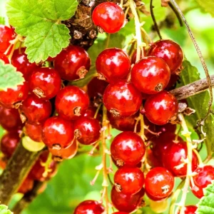 Red Currant Bush Live Plant - Fast Growing Fruit, 6-14