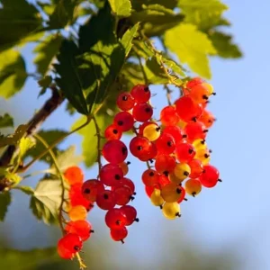 Red Currant Live Plant – 1 Year Bare Root Bush – 5-9 Inch Height – Outdoor Fruit - Image 2