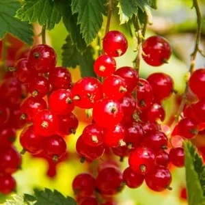 Red Currant Live Plant 5-9 Inch Tall Bareroot Bush - Fruit Tree - Image 6