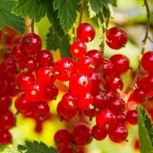 Red Currant Live Plant 5-9 Inch Tall Bareroot Bush - Fruit Tree - Image 7