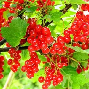 Red Currant Plant Live Bush – 5-9 Inch Height – Fruit Tree for Planting - Image 3