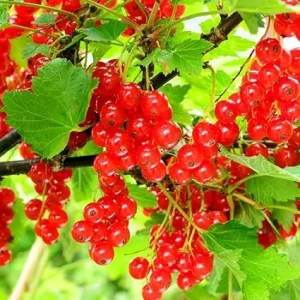 Red Currant Plant Live Bush – 5-9 Inch Height – Fruit Tree for Planting - Image 6