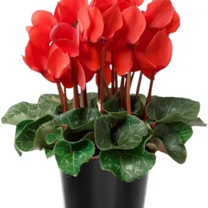 Red Cyclamen Live Plant - 4