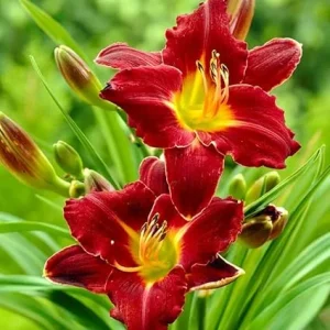 Red Daylily Bulbs - 3 Pack Reblooming Perennial Flowers for Outdoor Gardens - Image 2
