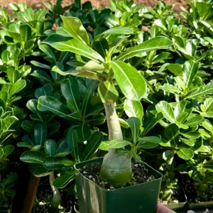 Red Desert Rose Adenium Obesum Live Plant - 4 inch Pot, Caudex Succulent - Image 3