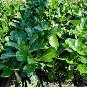 Red Desert Rose Adenium Obesum Live Plant - 4 inch Pot, Caudex Succulent - Image 4