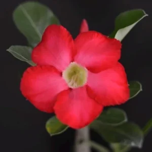 Red Desert Rose Adenium Obesum Live Plant - 4 inch Pot, Caudex Succulent - Image 5