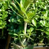 Red Desert Rose Adenium Obesum Live Plant - 4 inch Pot, Caudex Succulent - Image 1