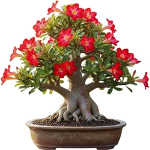 Red Desert Rose Live Plant - Adenium Succulent Bonsai Tree, 4-8 Inches Tall - Image 2