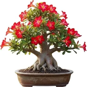 Red Desert Rose Live Plant - Adenium Succulent Bonsai Tree, 4-8 Inches Tall - Image 1