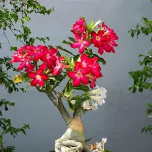 Red Desert Rose Live Plant - Cold Hardy Starter, 4-7 Inch Tall Seedling - Image 4